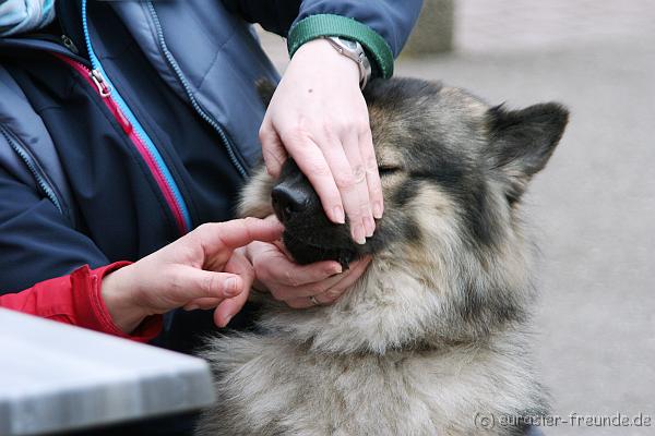 (Foto Goslar) Koerung Benno_14.03.2015_IMG_6905.png